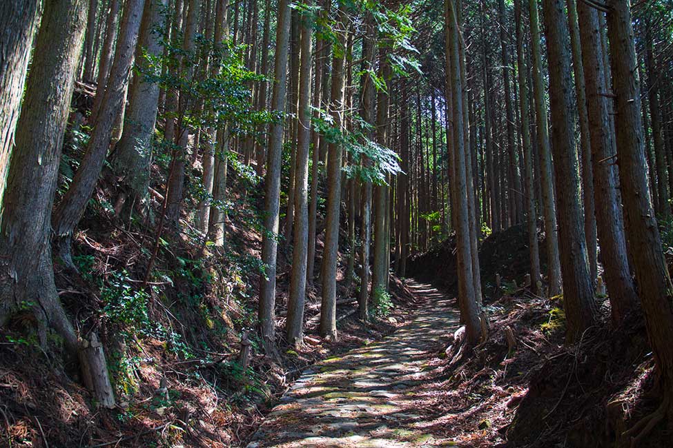 Serene-Nature-Walks