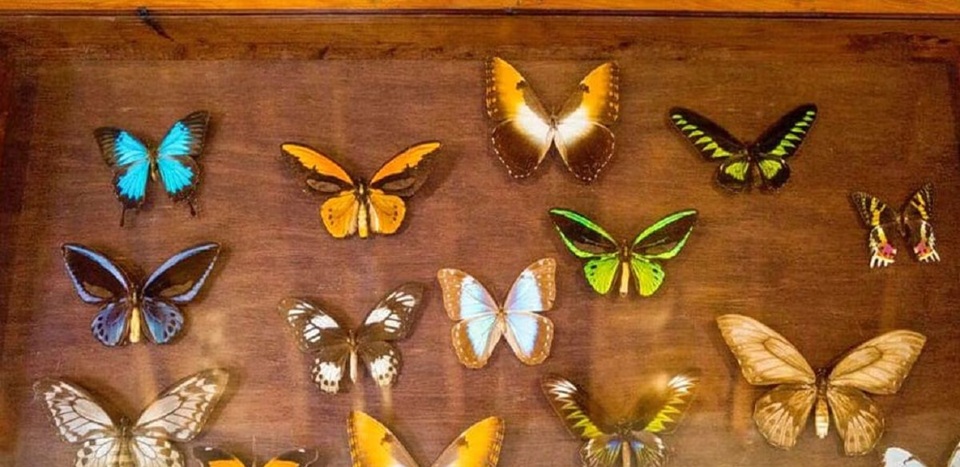 bhimtal butterfly museum