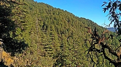 rich deodar plants in Binsar Mahadev temple 