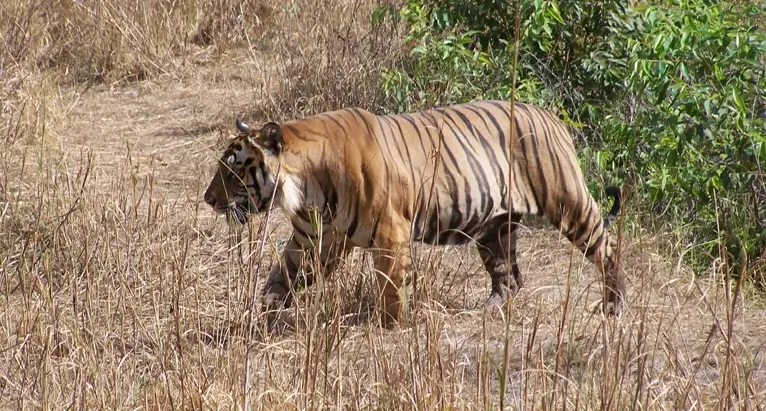 Jim Corbett