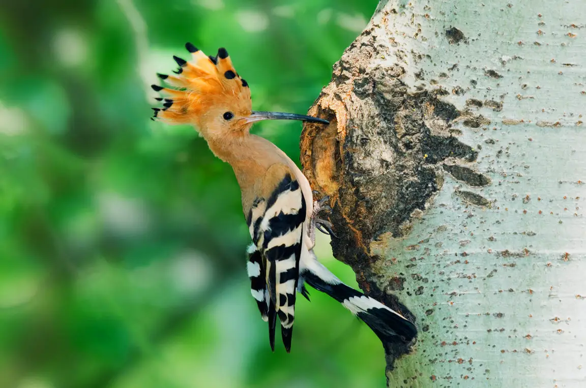 Woodpecker