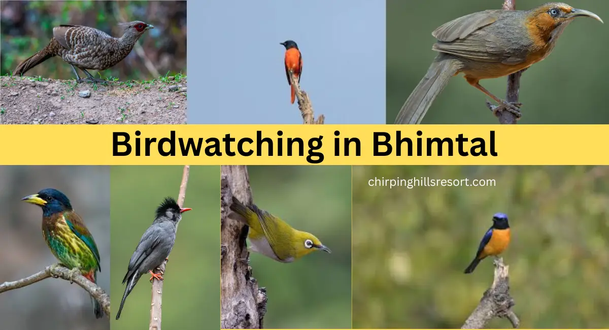Places to stay in Bhimtal for Birdwatching