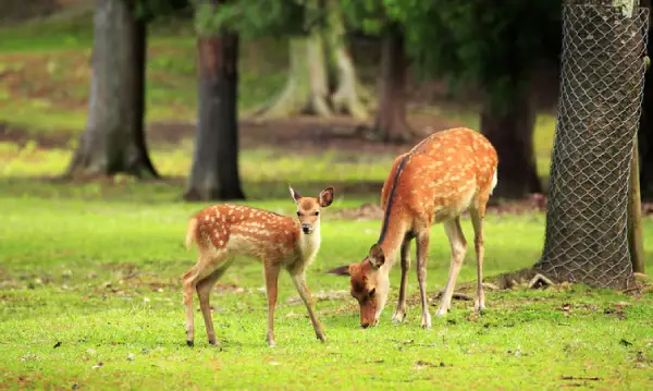 Deer Park, Almora
