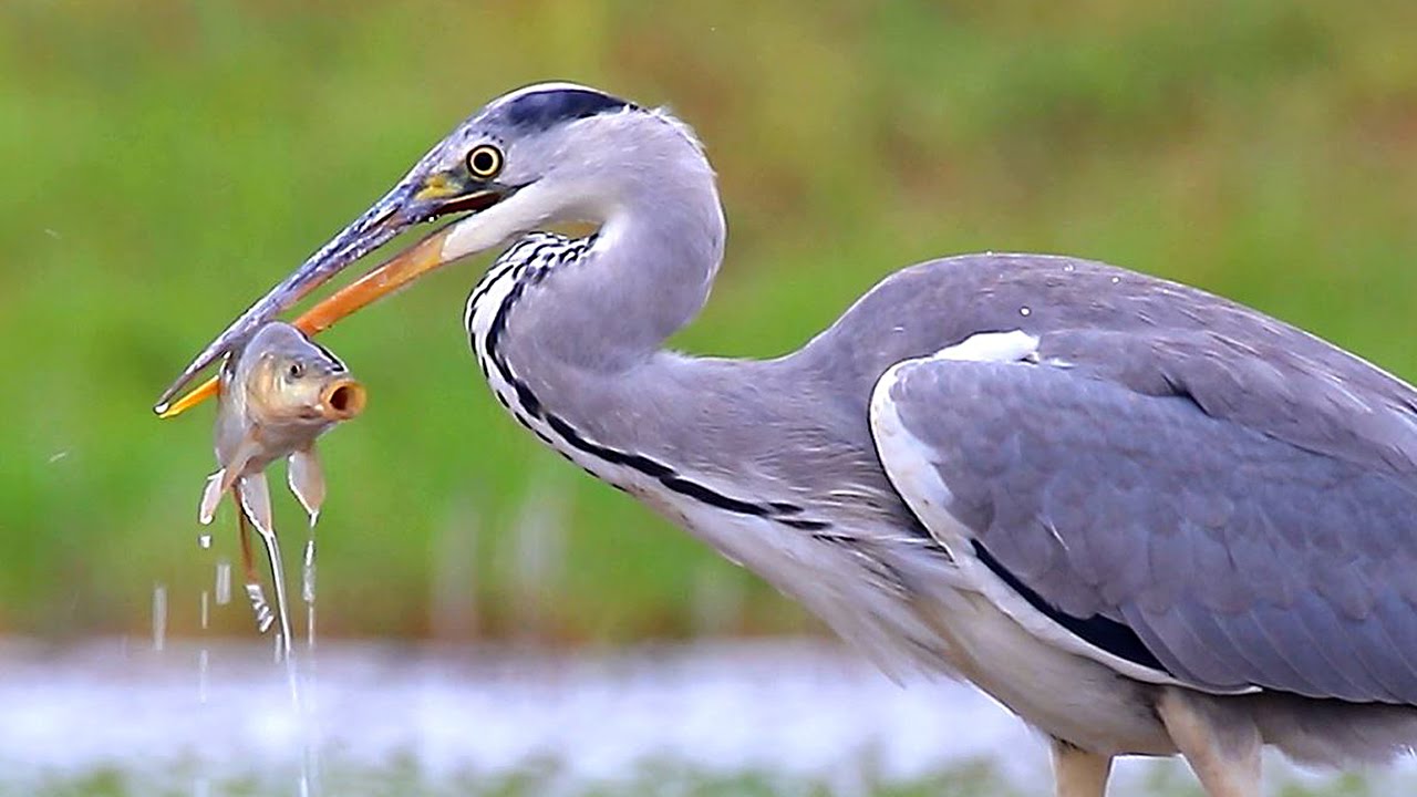 Heron