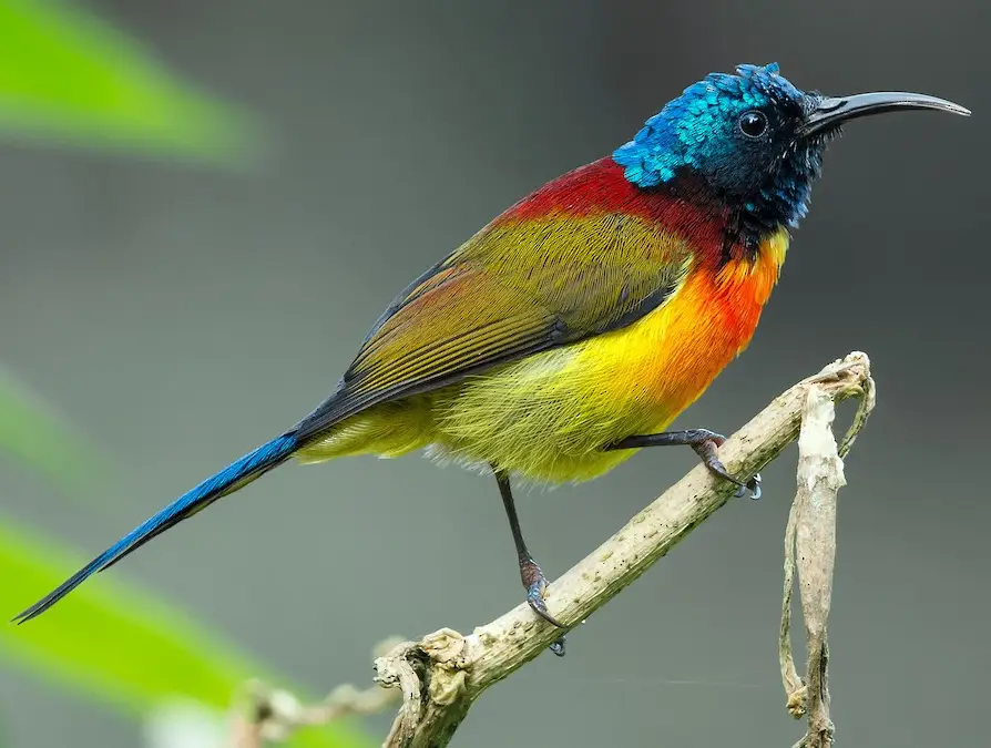 Green Tailed Sunbird in Bhimtal