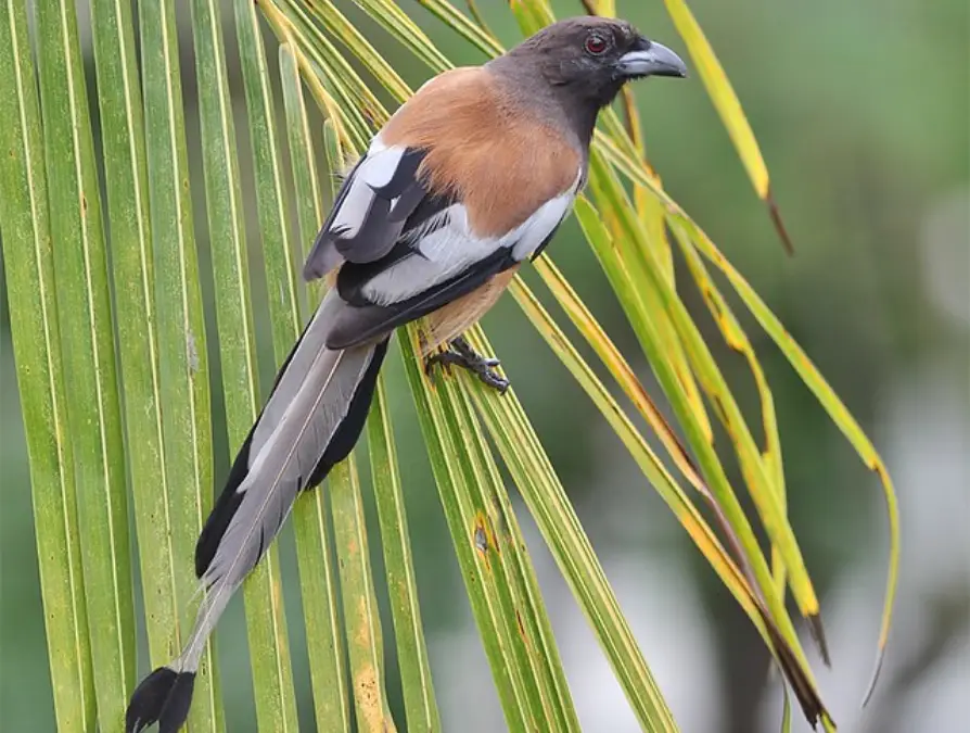 Indian Treepie in Bhimtal
