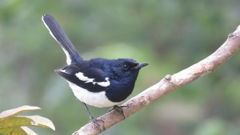 oriental magpie robin bhimtal