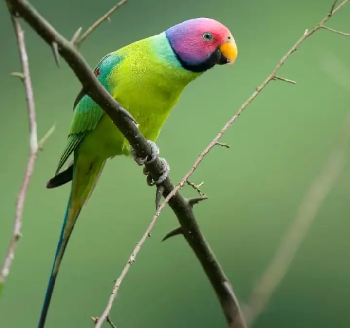 Plum Headed Parakeet in Bhimtal