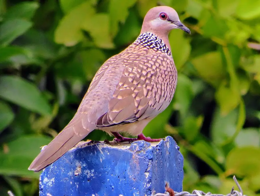 Spotted Dove in Bhimtal