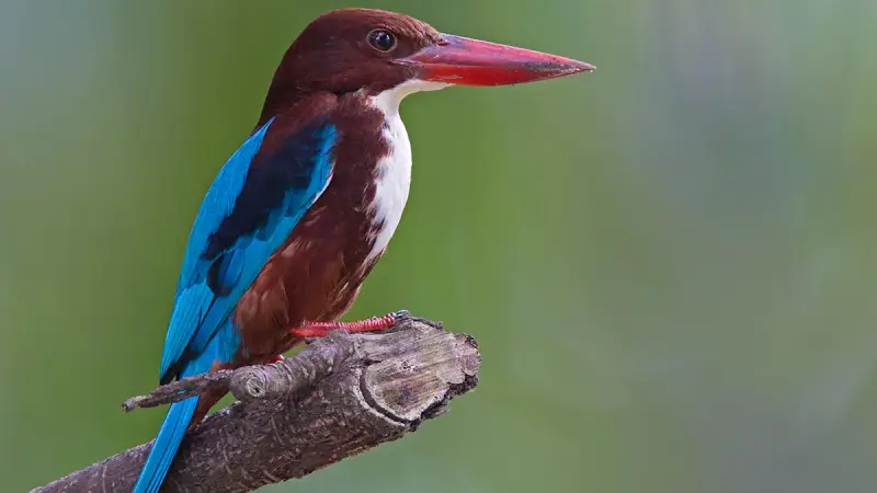 White Throated Kingfisher bird in Bhimtal