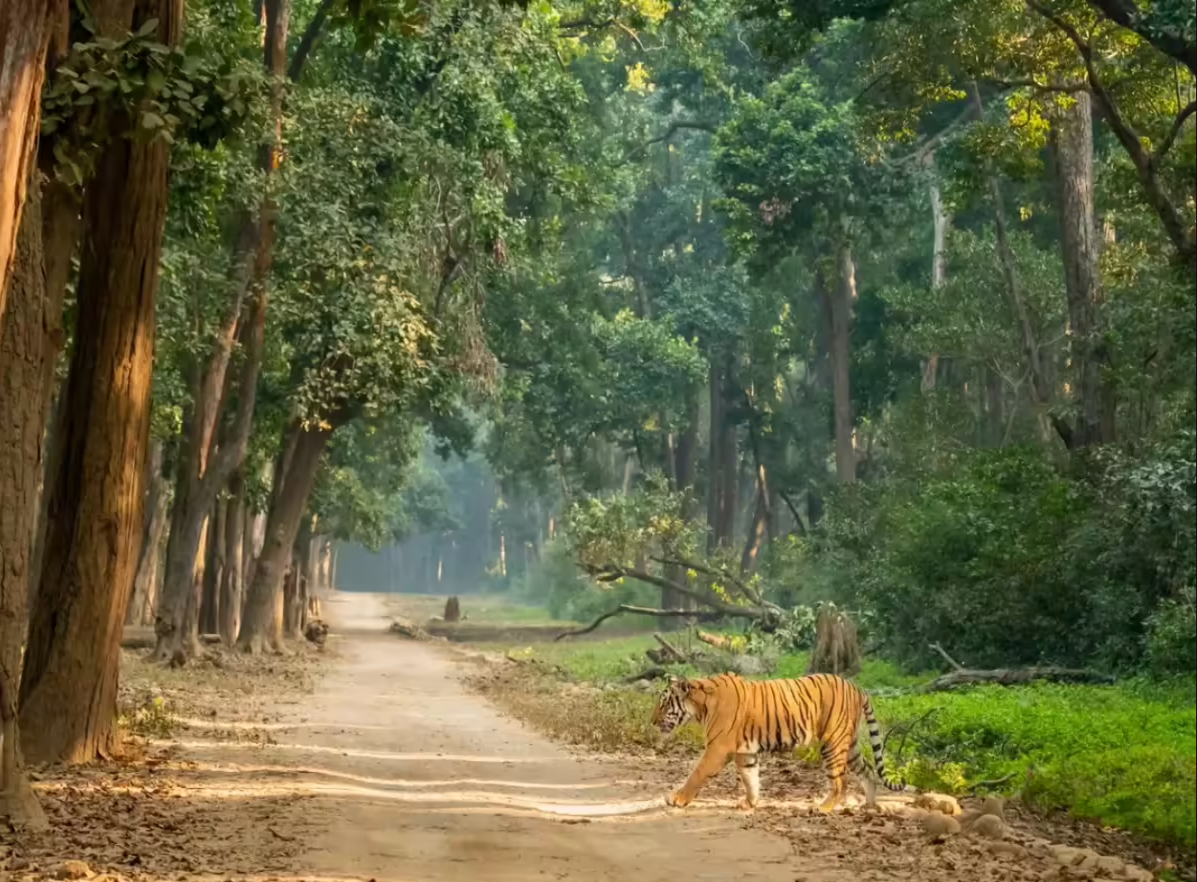Jim Corbett